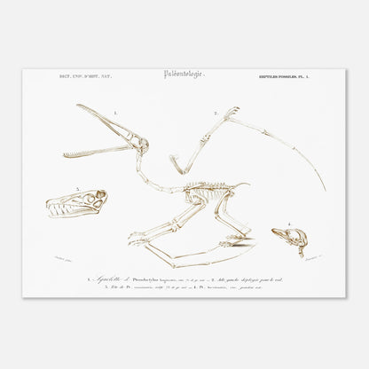 Planche de paléontologie : squelette de Pterodactylus par Charles d'Orbigny (42x59,4 cm (A2)). Planche de paléontologie du Dictionnaire Universel d'Histoire Naturelle de Charles d'Orbigny, représentant le squelette de Pterodactylus longirostris, son aile gauche déployée, et la tête de Pt. longirostris et de Pt. brevirostris.