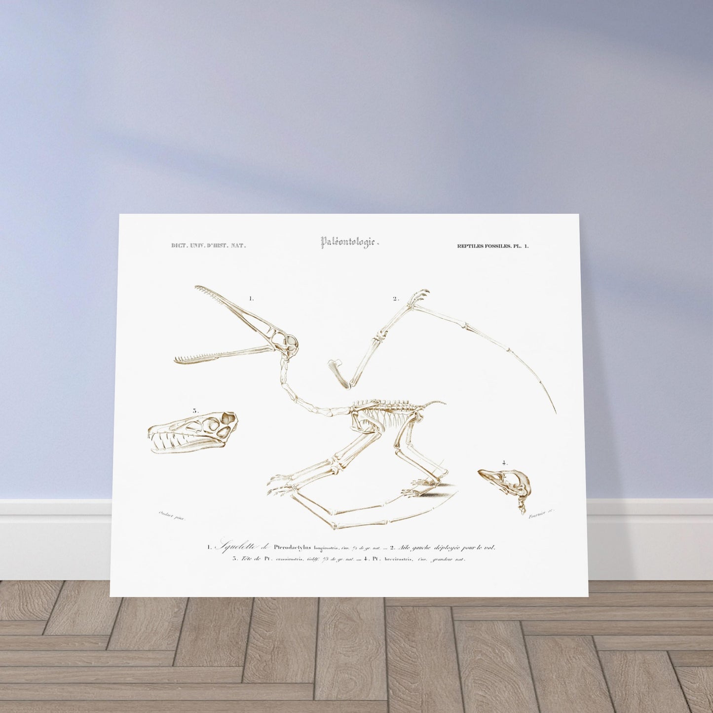 Planche de paléontologie : squelette de Pterodactylus par Charles d'Orbigny. Planche de paléontologie du Dictionnaire Universel d'Histoire Naturelle de Charles d'Orbigny, représentant le squelette de Pterodactylus longirostris, son aile gauche déployée, et la tête de Pt. longirostris et de Pt. brevirostris. Image d'illustration 5