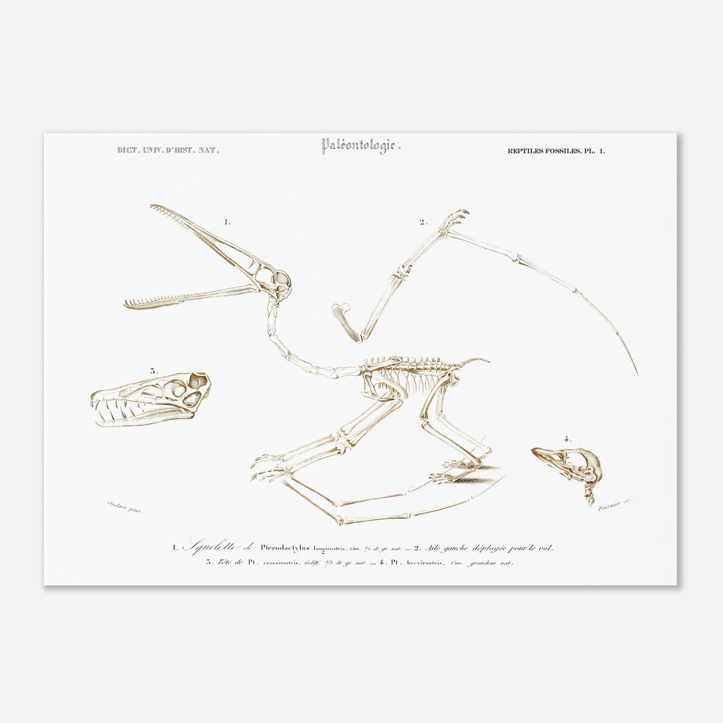 Planche de paléontologie : squelette de Pterodactylus par Charles d'Orbigny (50x70 cm). Planche de paléontologie du Dictionnaire Universel d'Histoire Naturelle de Charles d'Orbigny, représentant le squelette de Pterodactylus longirostris, son aile gauche déployée, et la tête de Pt. longirostris et de Pt. brevirostris.