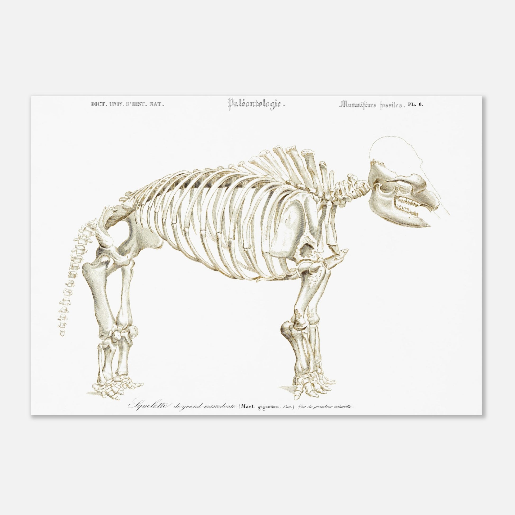 Planche paléontologique : Squelette de Mastodon giganteum, d'Orbigny (29,7x42 cm (A3)). Illustration paléontologique d'un squelette de Mastodon giganteum, avec des détails anatomiques.
