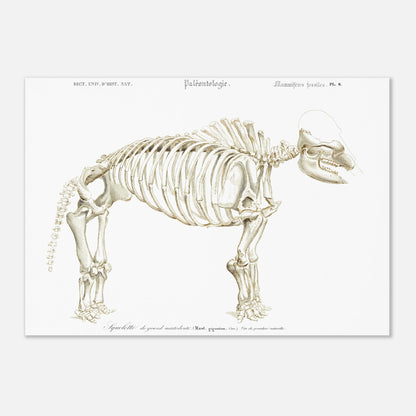 Planche paléontologique : Squelette de Mastodon giganteum, d'Orbigny (29,7x42 cm (A3)). Illustration paléontologique d'un squelette de Mastodon giganteum, avec des détails anatomiques.