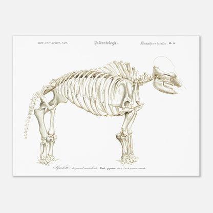 Planche paléontologique : Squelette de Mastodon giganteum, d'Orbigny (30x40 cm). Illustration paléontologique d'un squelette de Mastodon giganteum, avec des détails anatomiques.