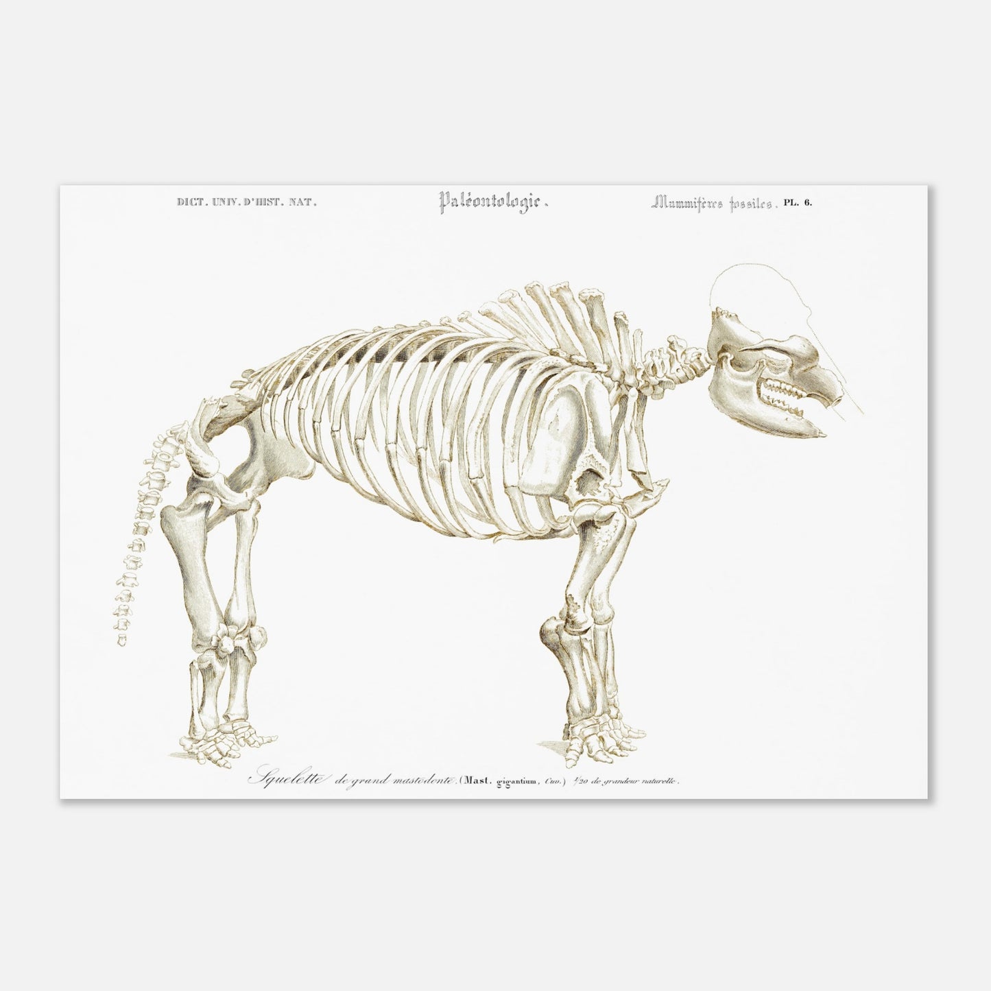 Planche paléontologique : Squelette de Mastodon giganteum, d'Orbigny (42x59,4 cm (A2)). Illustration paléontologique d'un squelette de Mastodon giganteum, avec des détails anatomiques.