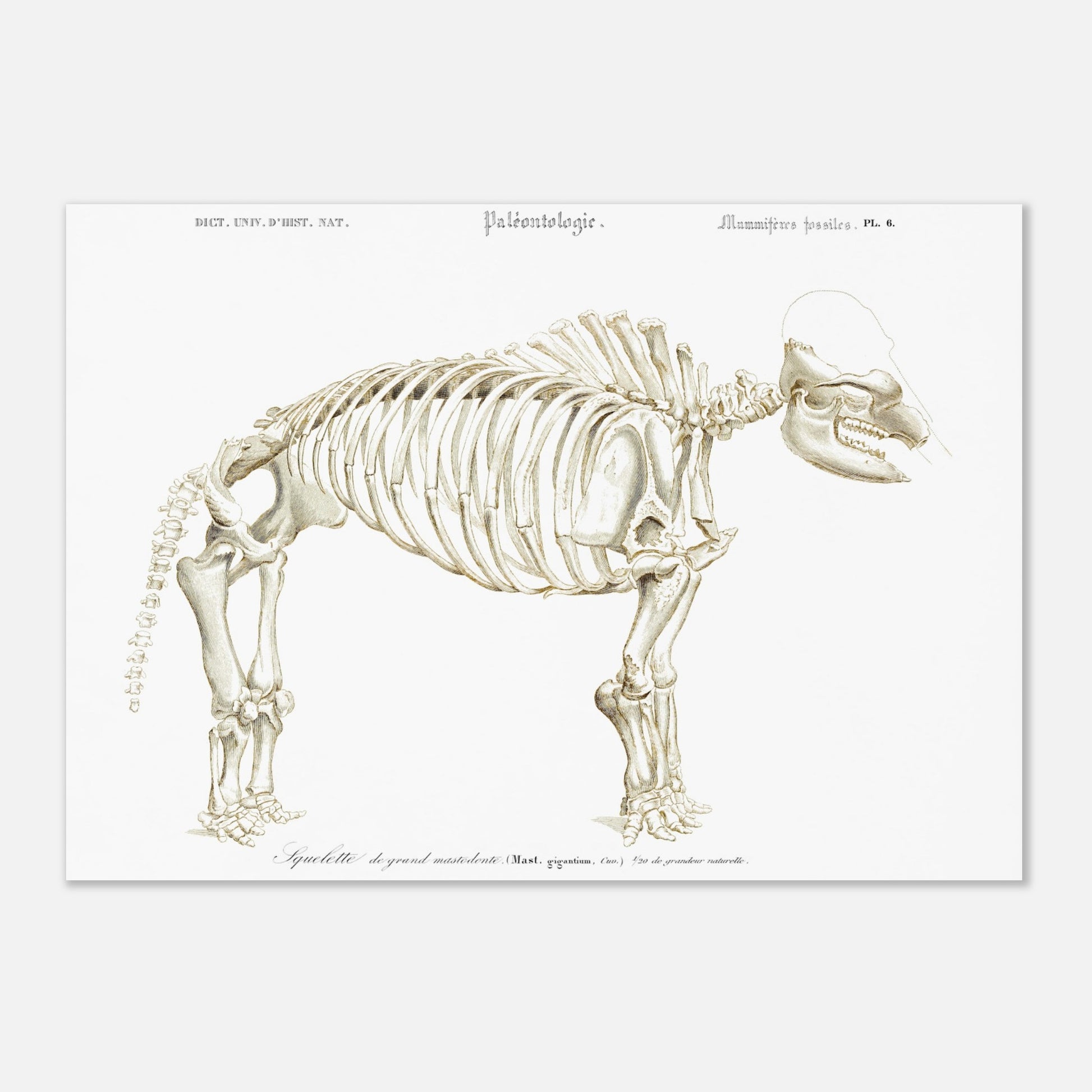 Planche paléontologique : Squelette de Mastodon giganteum, d'Orbigny (42x59,4 cm (A2)). Illustration paléontologique d'un squelette de Mastodon giganteum, avec des détails anatomiques.