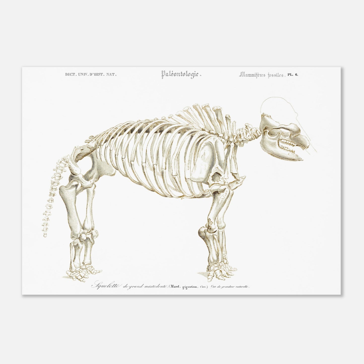 Planche paléontologique : Squelette de Mastodon giganteum, d'Orbigny (50x70 cm). Illustration paléontologique d'un squelette de Mastodon giganteum, avec des détails anatomiques.