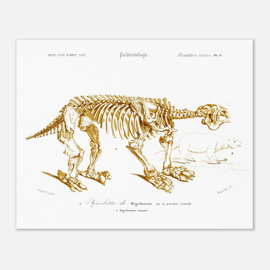 Planche paléontologique : Squelette de Mégathérium par d'Orbigny (40x50 cm). Planche paléontologique illustrant le squelette d'un Megatherium aux proportions imposantes, accompagné d'un dessin plus petit d'un animal ressemblant à un ours.