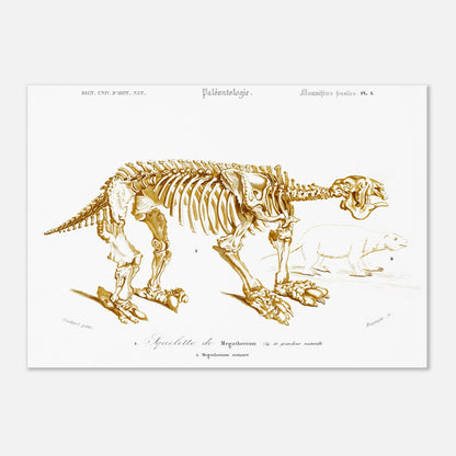 Planche paléontologique : Squelette de Mégathérium par d'Orbigny (42x59,4 cm (A2)). Planche paléontologique illustrant le squelette d'un Megatherium aux proportions imposantes, accompagné d'un dessin plus petit d'un animal ressemblant à un ours.