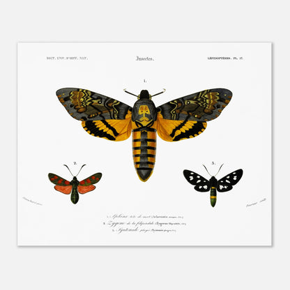 Planche de papillons de nuit : Aghérontie tête de mort d'Orbigny (40x50 cm). Planche scientifique ancienne illustrant trois papillons de nuit : un grand papillon de nuit au centre avec des ailes ornées de jaune, noir et orange, et deux plus petits papillons de nuit sur les côtés, l'un rouge et noir, l'autre noir et blanc.