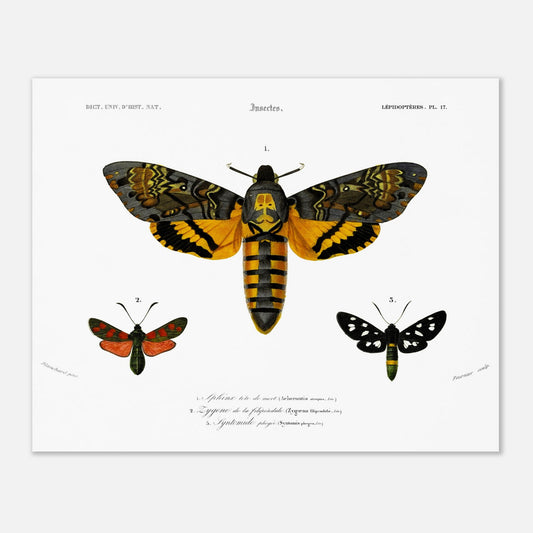 Planche de papillons de nuit : Aghérontie tête de mort d'Orbigny (40x50 cm). Planche scientifique ancienne illustrant trois papillons de nuit : un grand papillon de nuit au centre avec des ailes ornées de jaune, noir et orange, et deux plus petits papillons de nuit sur les côtés, l'un rouge et noir, l'autre noir et blanc.