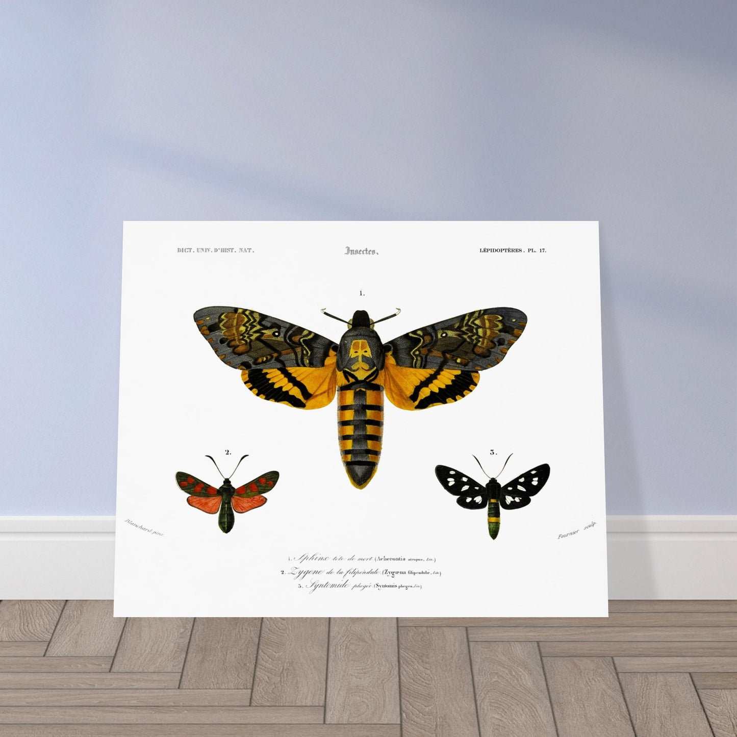 Planche de papillons de nuit : Aghérontie tête de mort d'Orbigny. Planche scientifique ancienne illustrant trois papillons de nuit : un grand papillon de nuit au centre avec des ailes ornées de jaune, noir et orange, et deux plus petits papillons de nuit sur les côtés, l'un rouge et noir, l'autre noir et blanc. Image d'illustration 5