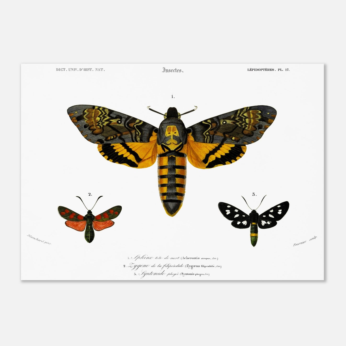 Planche de papillons de nuit : Aghérontie tête de mort d'Orbigny (50x70 cm). Planche scientifique ancienne illustrant trois papillons de nuit : un grand papillon de nuit au centre avec des ailes ornées de jaune, noir et orange, et deux plus petits papillons de nuit sur les côtés, l'un rouge et noir, l'autre noir et blanc.