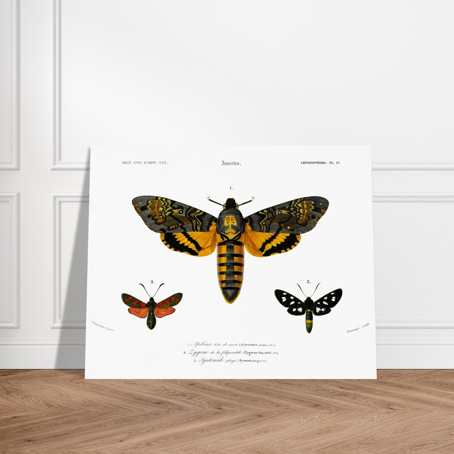 Planche de papillons de nuit : Aghérontie tête de mort d'Orbigny. Planche scientifique ancienne illustrant trois papillons de nuit : un grand papillon de nuit au centre avec des ailes ornées de jaune, noir et orange, et deux plus petits papillons de nuit sur les côtés, l'un rouge et noir, l'autre noir et blanc. Image d'illustration 6