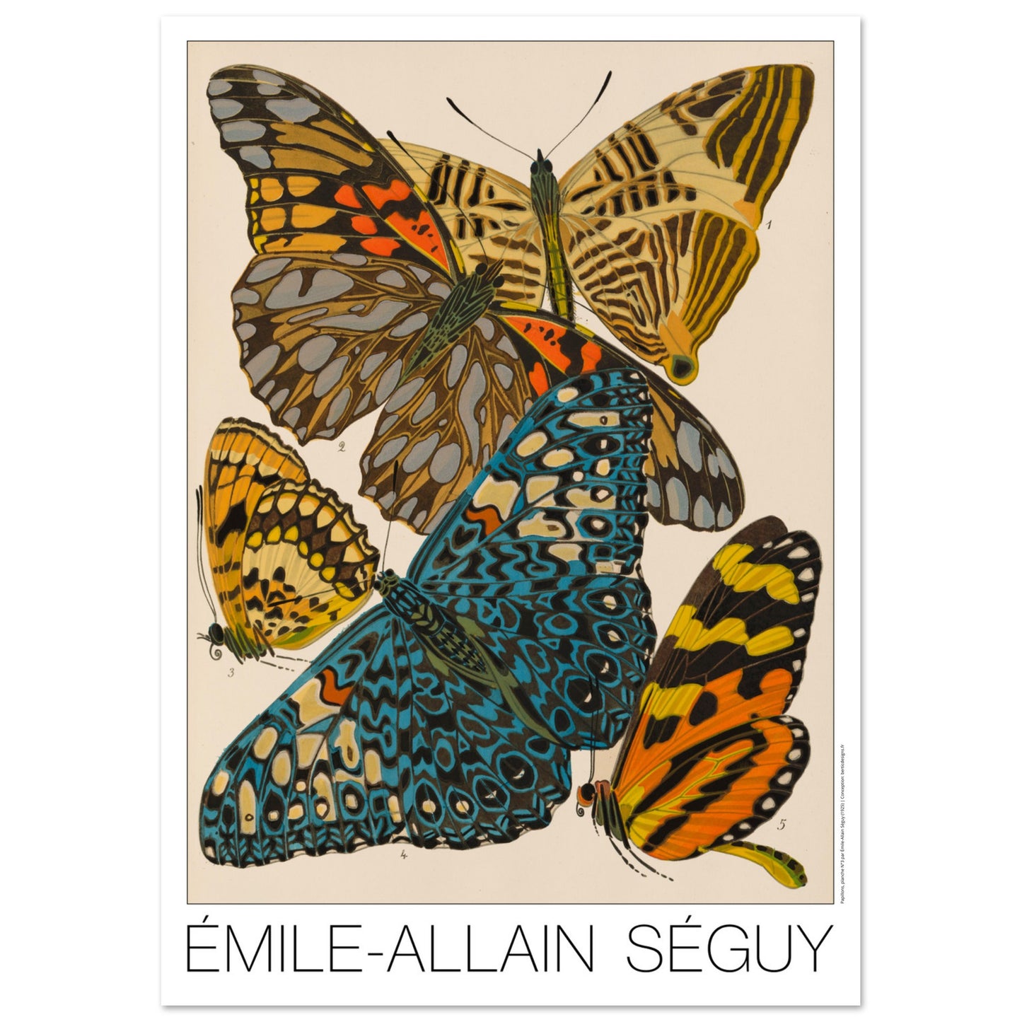 Planche naturaliste de papillons exotiques par  mile-Allain S guy (29,7x42 cm (A3)). Illustration d'Émile-Allain Séguy montrant des papillons aux ailes vives, principalement bleues, jaunes et orangées.