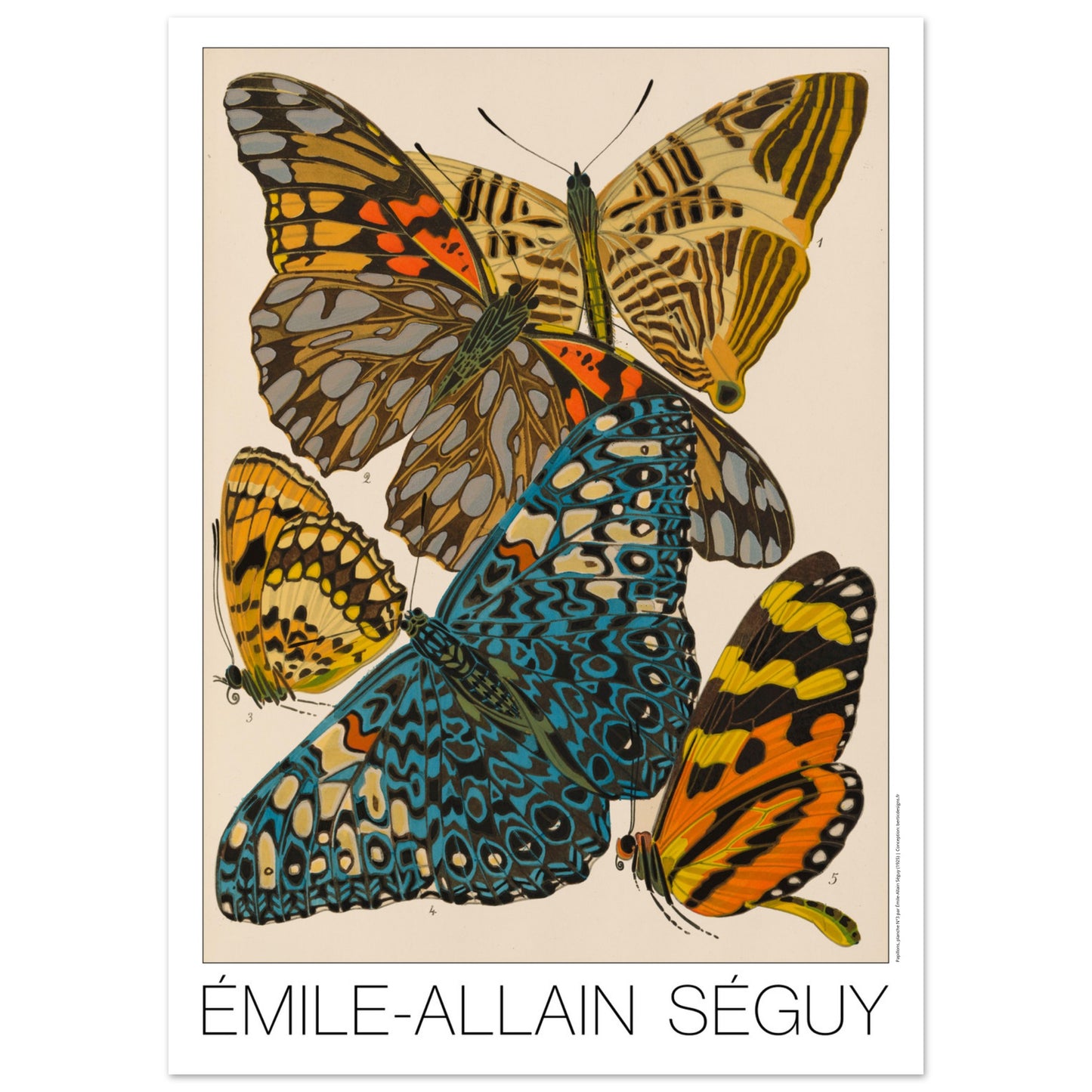 Planche naturaliste de papillons exotiques par  mile-Allain S guy (50x70 cm). Illustration d'Émile-Allain Séguy montrant des papillons aux ailes vives, principalement bleues, jaunes et orangées.