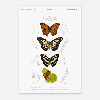 Illustration de papillons : Danaïde, Vanesse et Argynne (d'Orbigny) (29,7x42 cm (A3)). Illustration naturaliste de lépidoptères, montrant plusieurs papillons aux ailes variées et leurs stades de développement.