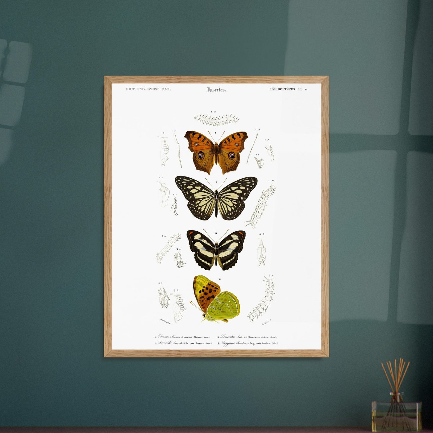 Illustration de papillons : Danaïde, Vanesse et Argynne (d'Orbigny). Illustration naturaliste de lépidoptères, montrant plusieurs papillons aux ailes variées et leurs stades de développement. Image d'illustration 5