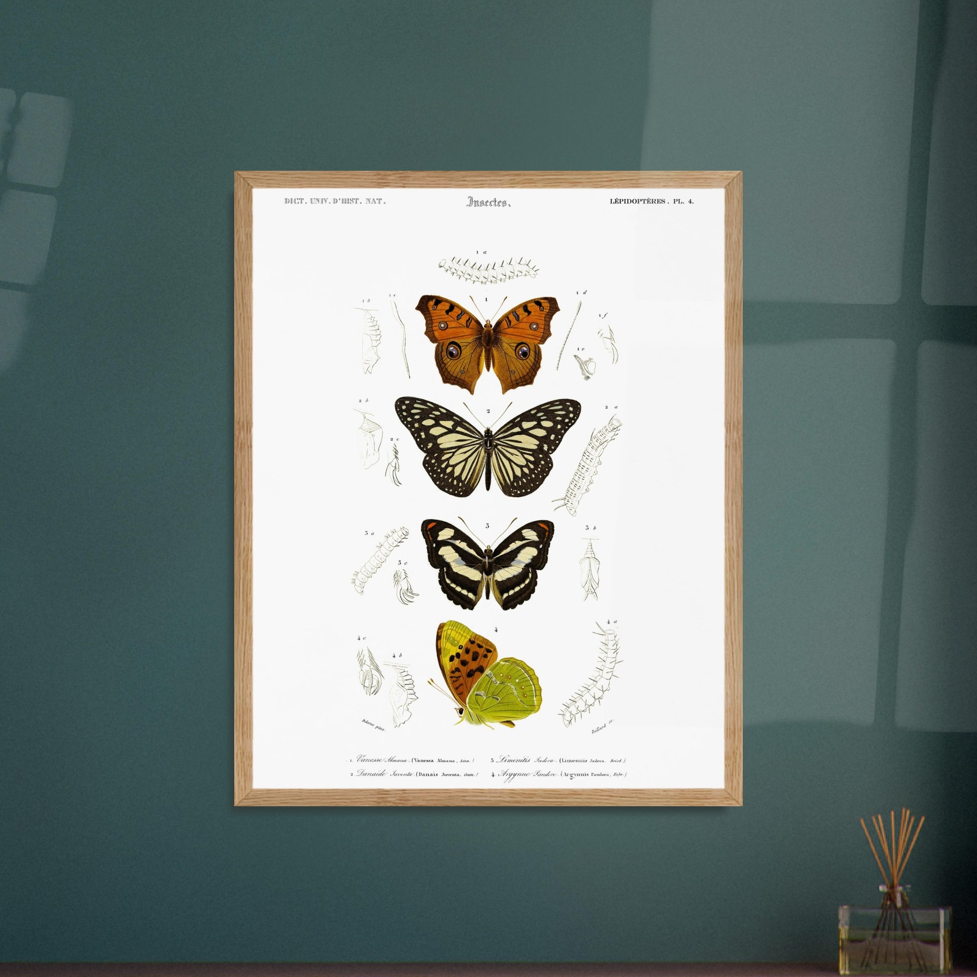 Illustration de papillons : Danaïde, Vanesse et Argynne (d'Orbigny). Illustration naturaliste de lépidoptères, montrant plusieurs papillons aux ailes variées et leurs stades de développement. Image d'illustration 5