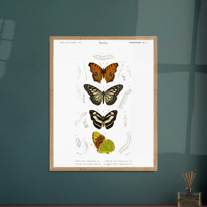 Illustration de papillons : Danaïde, Vanesse et Argynne (d'Orbigny). Illustration naturaliste de lépidoptères, montrant plusieurs papillons aux ailes variées et leurs stades de développement. Image d'illustration 5