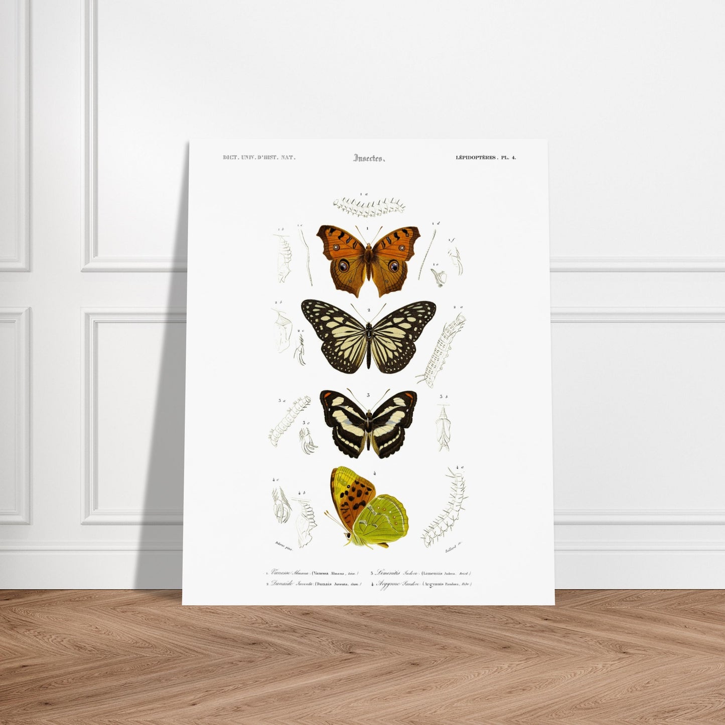 Illustration de papillons : Danaïde, Vanesse et Argynne (d'Orbigny). Illustration naturaliste de lépidoptères, montrant plusieurs papillons aux ailes variées et leurs stades de développement. Image d'illustration 6