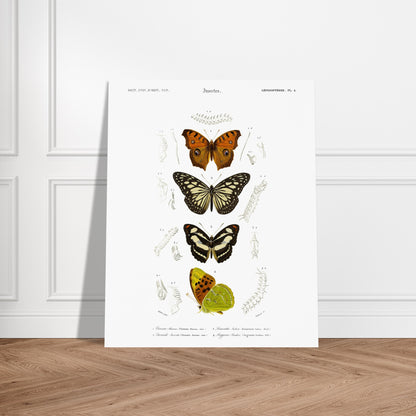 Illustration de papillons : Danaïde, Vanesse et Argynne (d'Orbigny). Illustration naturaliste de lépidoptères, montrant plusieurs papillons aux ailes variées et leurs stades de développement. Image d'illustration 6