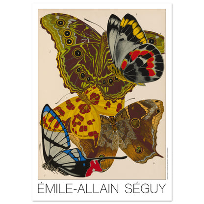 Planche de papillons (Delias, Morpho) - Émile-Allain Séguy (59,4x84,1 cm (A1)). Gravure naturaliste d'Émile-Allain Séguy représentant plusieurs papillons aux ailes aux couleurs vives et aux motifs détaillés.