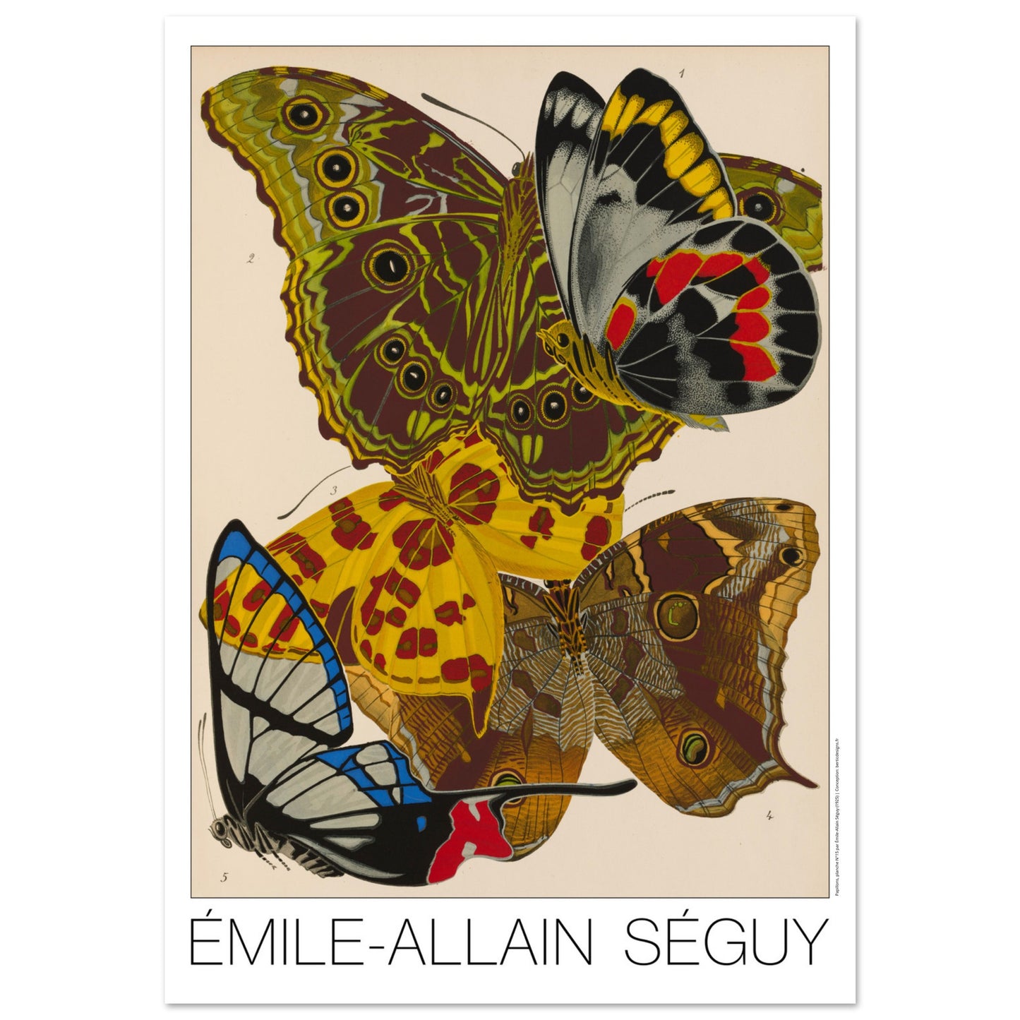 Planche de papillons (Delias, Morpho) - Émile-Allain Séguy (70x100 cm). Gravure naturaliste d'Émile-Allain Séguy représentant plusieurs papillons aux ailes aux couleurs vives et aux motifs détaillés.
