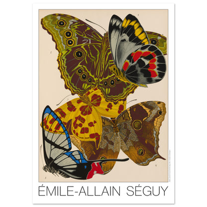 Planche de papillons (Delias, Morpho) - Émile-Allain Séguy (84,1x118,9 cm (A0)). Gravure naturaliste d'Émile-Allain Séguy représentant plusieurs papillons aux ailes aux couleurs vives et aux motifs détaillés.