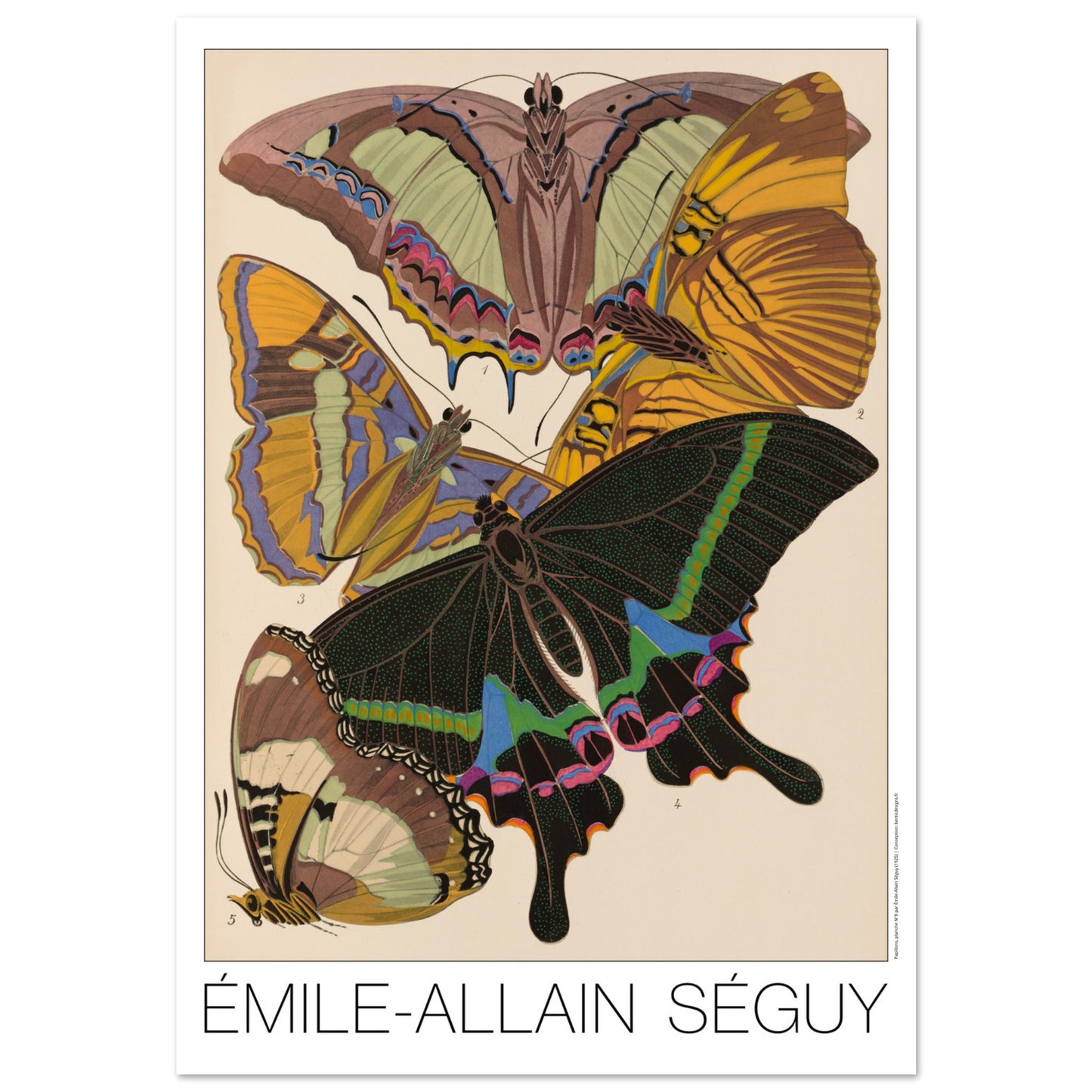 Planche de papillons exotiques (Eriboea, Papilio) par Émile-Allain Séguy (70x100 cm). Cette affiche Art Déco présente une composition de cinq papillons aux ailes aux motifs complexes et aux couleurs vives.