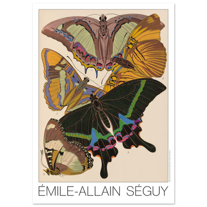 Planche de papillons exotiques (Eriboea, Papilio) par Émile-Allain Séguy (84,1x118,9 cm (A0)). Cette affiche Art Déco présente une composition de cinq papillons aux ailes aux motifs complexes et aux couleurs vives.