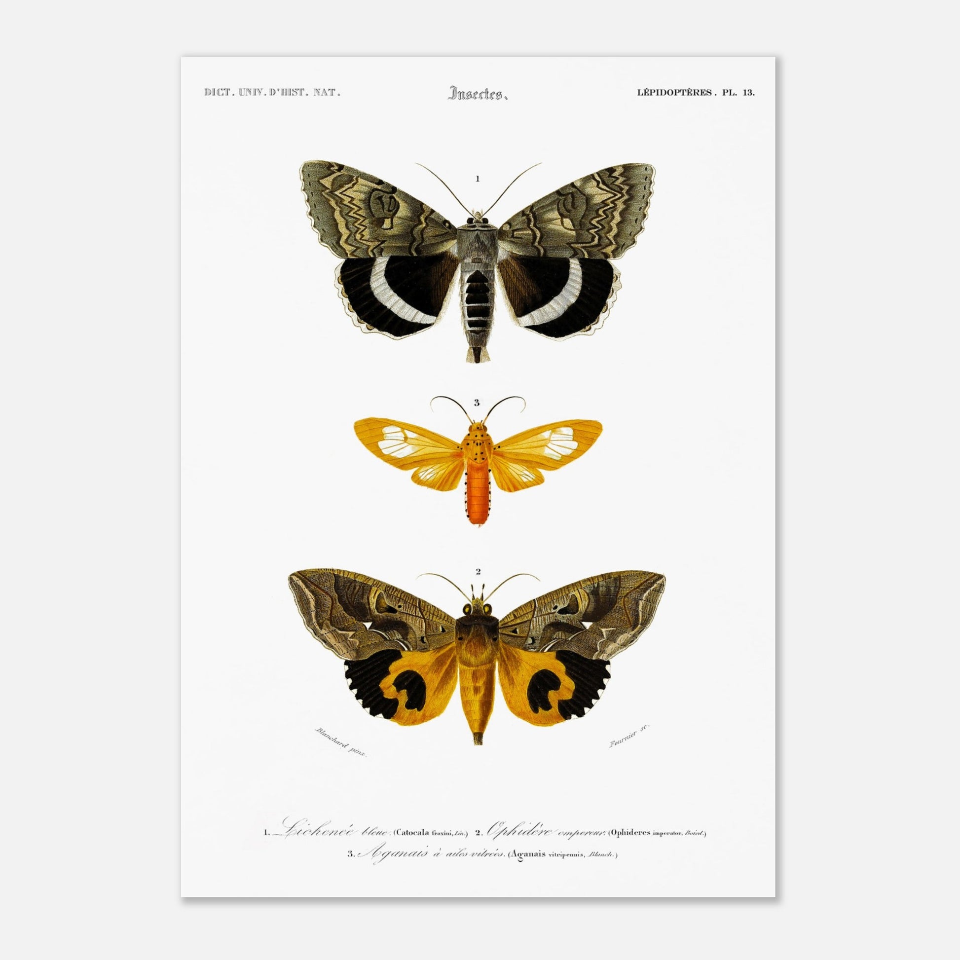 Planche de papillons de nuit : Hépiale Vénus par Charles d'Orbigny (29,7x42 cm (A3)). Illustration d'insectes montrant trois papillons de nuit de différentes tailles et couleurs, avec des détails de leurs ailes.
