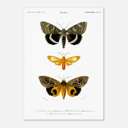 Planche de papillons de nuit : Hépiale Vénus par Charles d'Orbigny (29,7x42 cm (A3)). Illustration d'insectes montrant trois papillons de nuit de différentes tailles et couleurs, avec des détails de leurs ailes.