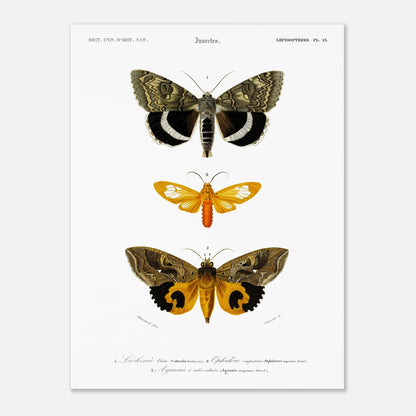 Planche de papillons de nuit : Hépiale Vénus par Charles d'Orbigny (30x40 cm). Illustration d'insectes montrant trois papillons de nuit de différentes tailles et couleurs, avec des détails de leurs ailes.