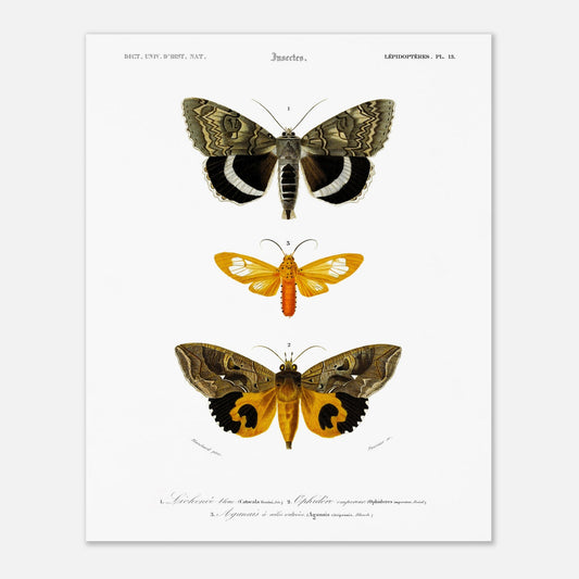 Planche de papillons de nuit : Hépiale Vénus par Charles d'Orbigny (40x50 cm). Illustration d'insectes montrant trois papillons de nuit de différentes tailles et couleurs, avec des détails de leurs ailes.