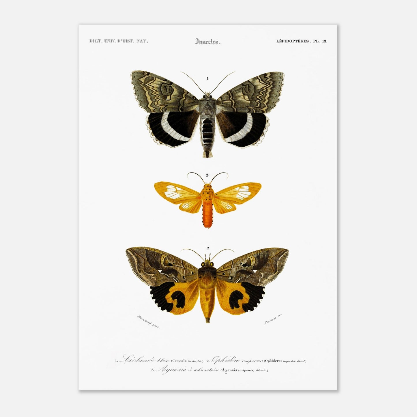 Planche de papillons de nuit : Hépiale Vénus par Charles d'Orbigny (42x59,4 cm (A2)). Illustration d'insectes montrant trois papillons de nuit de différentes tailles et couleurs, avec des détails de leurs ailes.