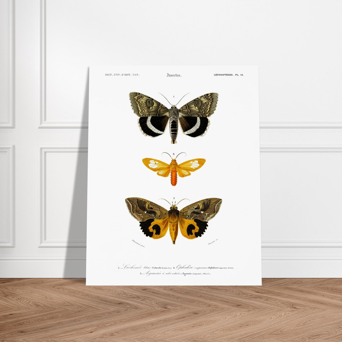Planche de papillons de nuit : Hépiale Vénus par Charles d'Orbigny. Illustration d'insectes montrant trois papillons de nuit de différentes tailles et couleurs, avec des détails de leurs ailes. Image d'illustration 5