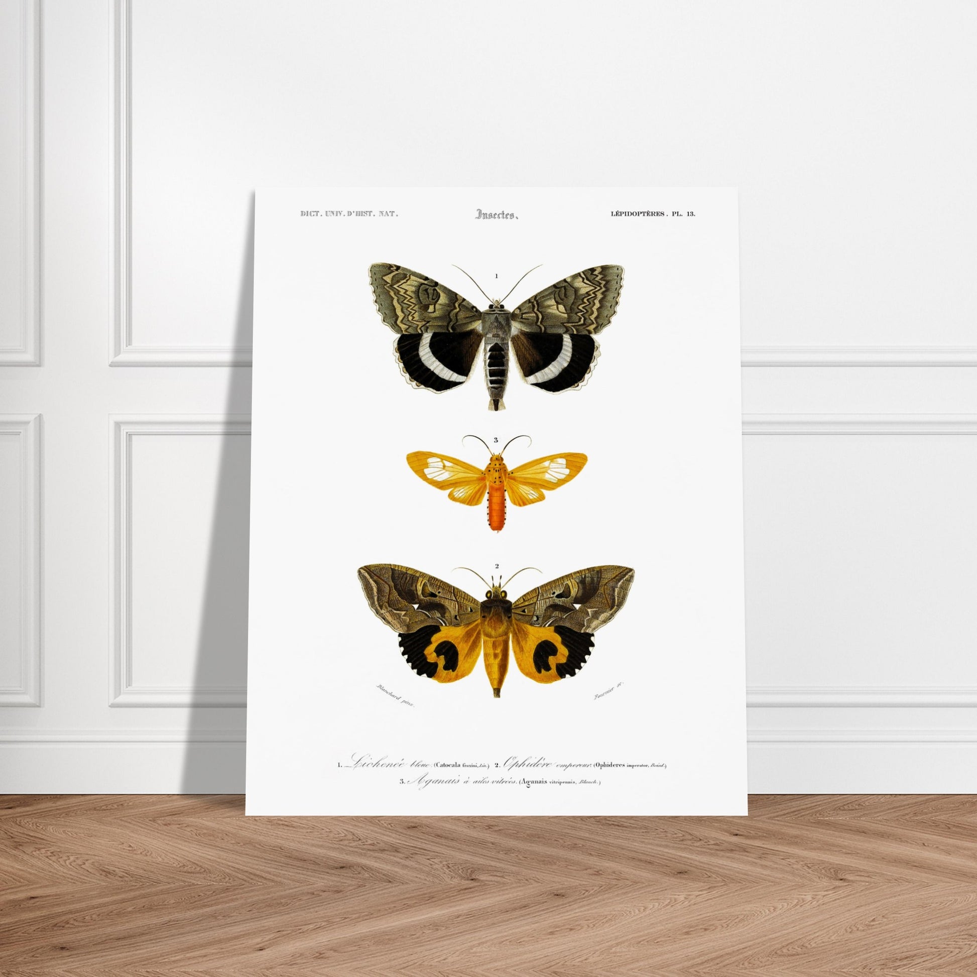 Planche de papillons de nuit : Hépiale Vénus par Charles d'Orbigny. Illustration d'insectes montrant trois papillons de nuit de différentes tailles et couleurs, avec des détails de leurs ailes. Image d'illustration 5
