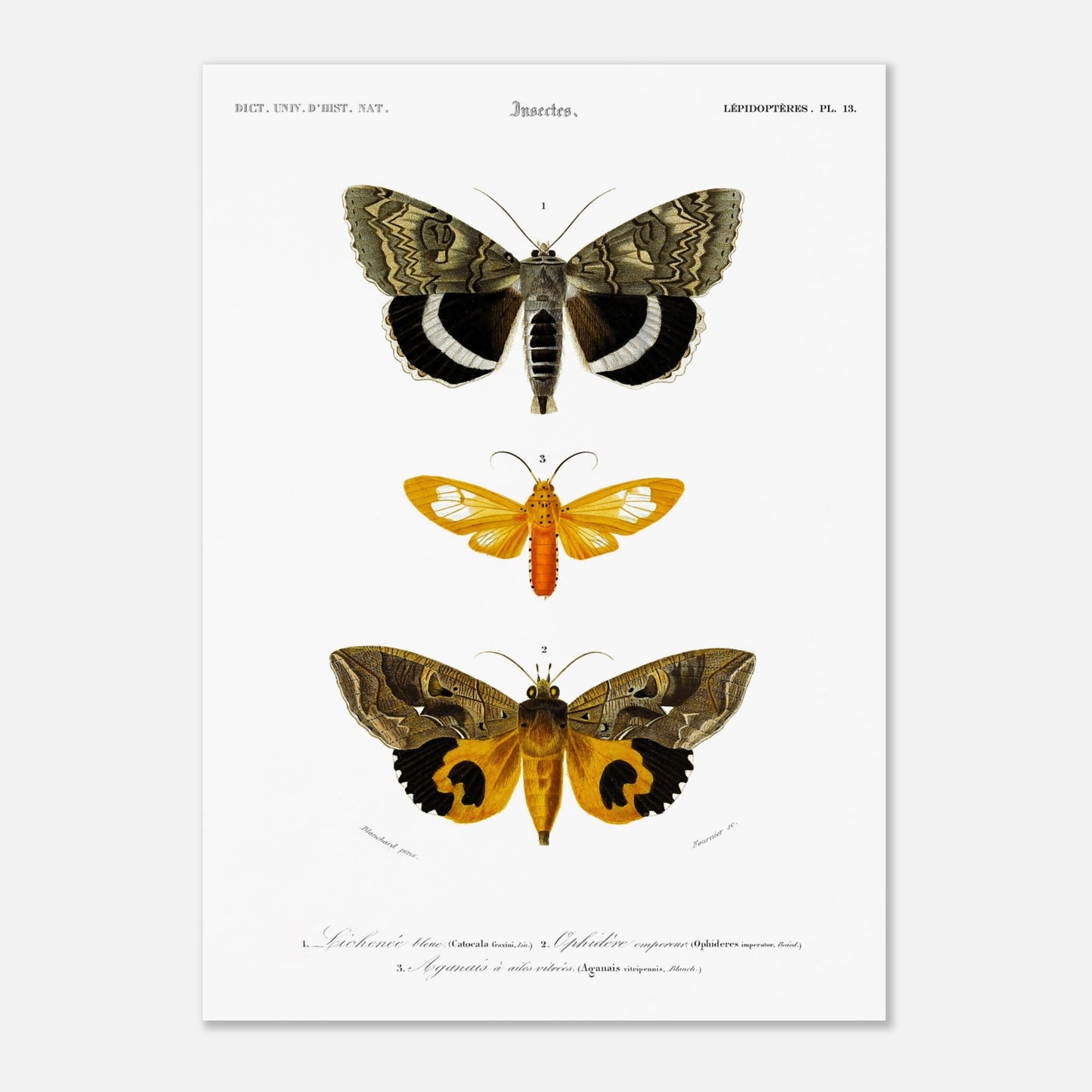 Planche de papillons de nuit : Hépiale Vénus par Charles d'Orbigny (50x70 cm). Illustration d'insectes montrant trois papillons de nuit de différentes tailles et couleurs, avec des détails de leurs ailes.