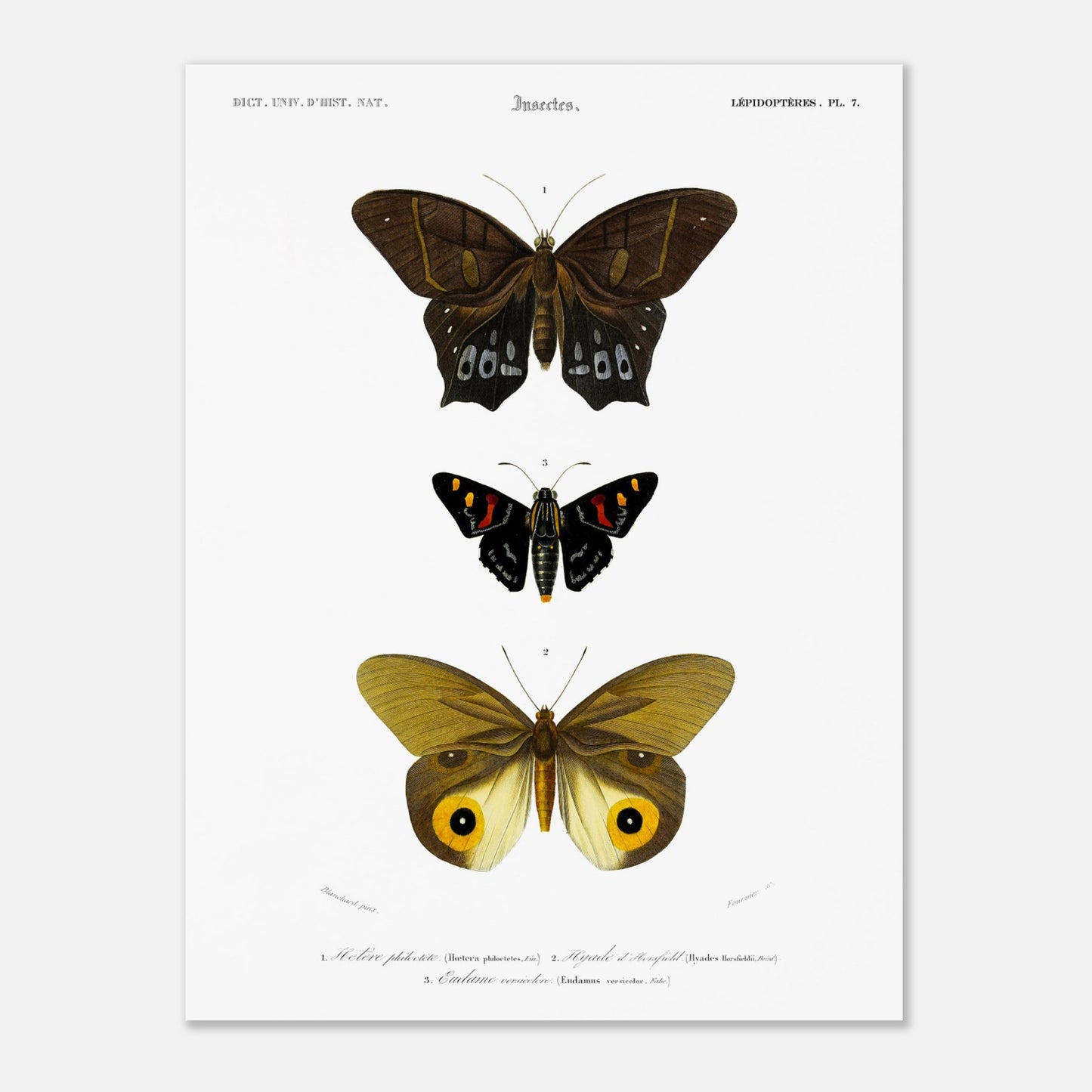 Planche de lépidoptères : Hétére Philoctète par Charles d'Orbigny (30x40 cm). Planche scientifique ancienne représentant trois papillons : un grand papillon brun et noir en haut, un petit papillon noir avec des taches rouges et jaunes au milieu, et un grand papillon jaune avec des motifs oculaires sur les ailes en bas.