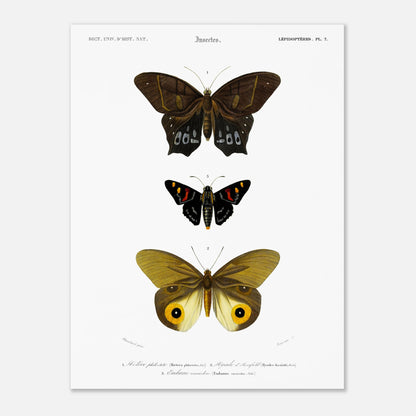 Planche de lépidoptères : Hétére Philoctète par Charles d'Orbigny (30x40 cm). Planche scientifique ancienne représentant trois papillons : un grand papillon brun et noir en haut, un petit papillon noir avec des taches rouges et jaunes au milieu, et un grand papillon jaune avec des motifs oculaires sur les ailes en bas.