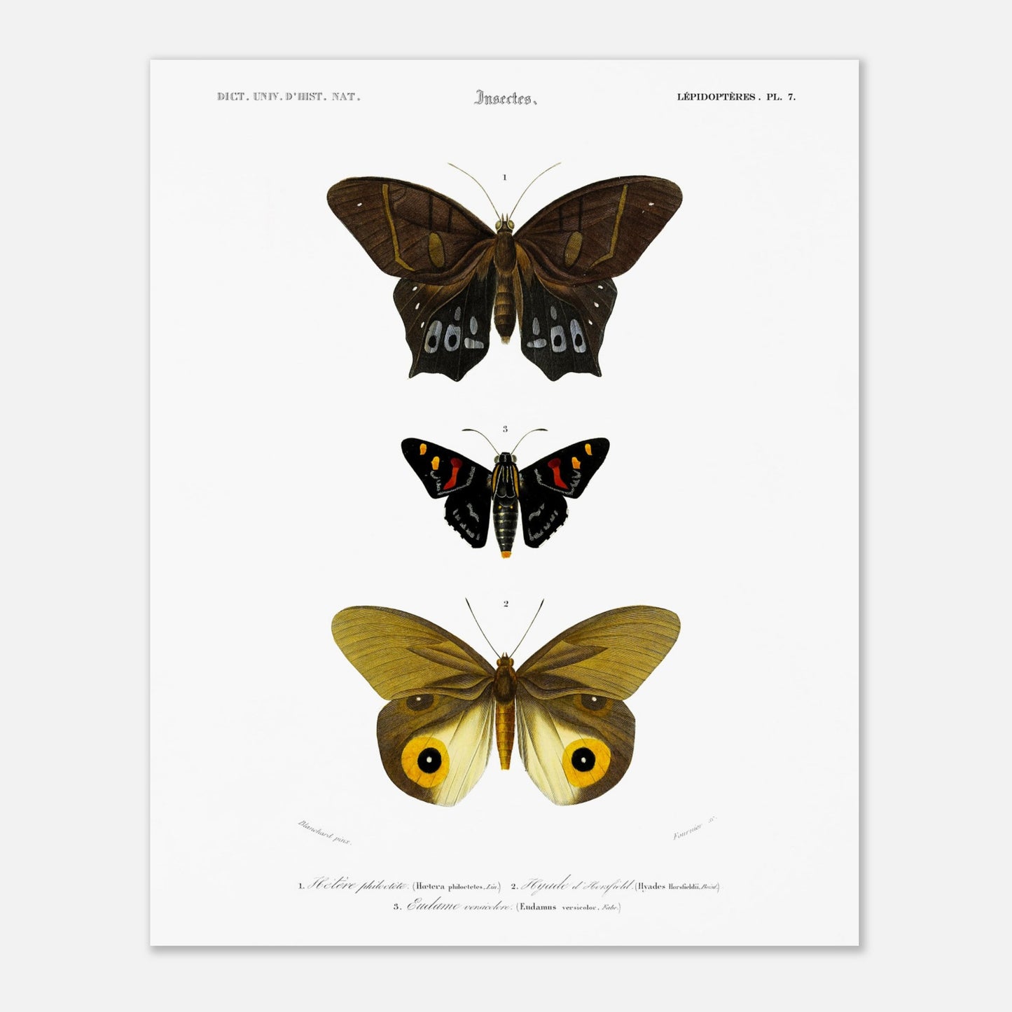 Planche de lépidoptères : Hétére Philoctète par Charles d'Orbigny (40x50 cm). Planche scientifique ancienne représentant trois papillons : un grand papillon brun et noir en haut, un petit papillon noir avec des taches rouges et jaunes au milieu, et un grand papillon jaune avec des motifs oculaires sur les ailes en bas.