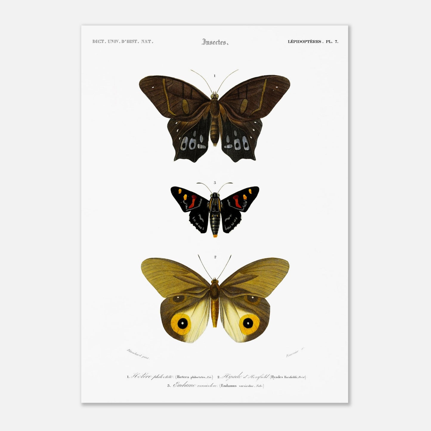 Planche de lépidoptères : Hétére Philoctète par Charles d'Orbigny (42x59,4 cm (A2)). Planche scientifique ancienne représentant trois papillons : un grand papillon brun et noir en haut, un petit papillon noir avec des taches rouges et jaunes au milieu, et un grand papillon jaune avec des motifs oculaires sur les ailes en bas.