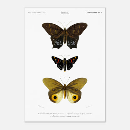 Planche de lépidoptères : Hétére Philoctète par Charles d'Orbigny (42x59,4 cm (A2)). Planche scientifique ancienne représentant trois papillons : un grand papillon brun et noir en haut, un petit papillon noir avec des taches rouges et jaunes au milieu, et un grand papillon jaune avec des motifs oculaires sur les ailes en bas.