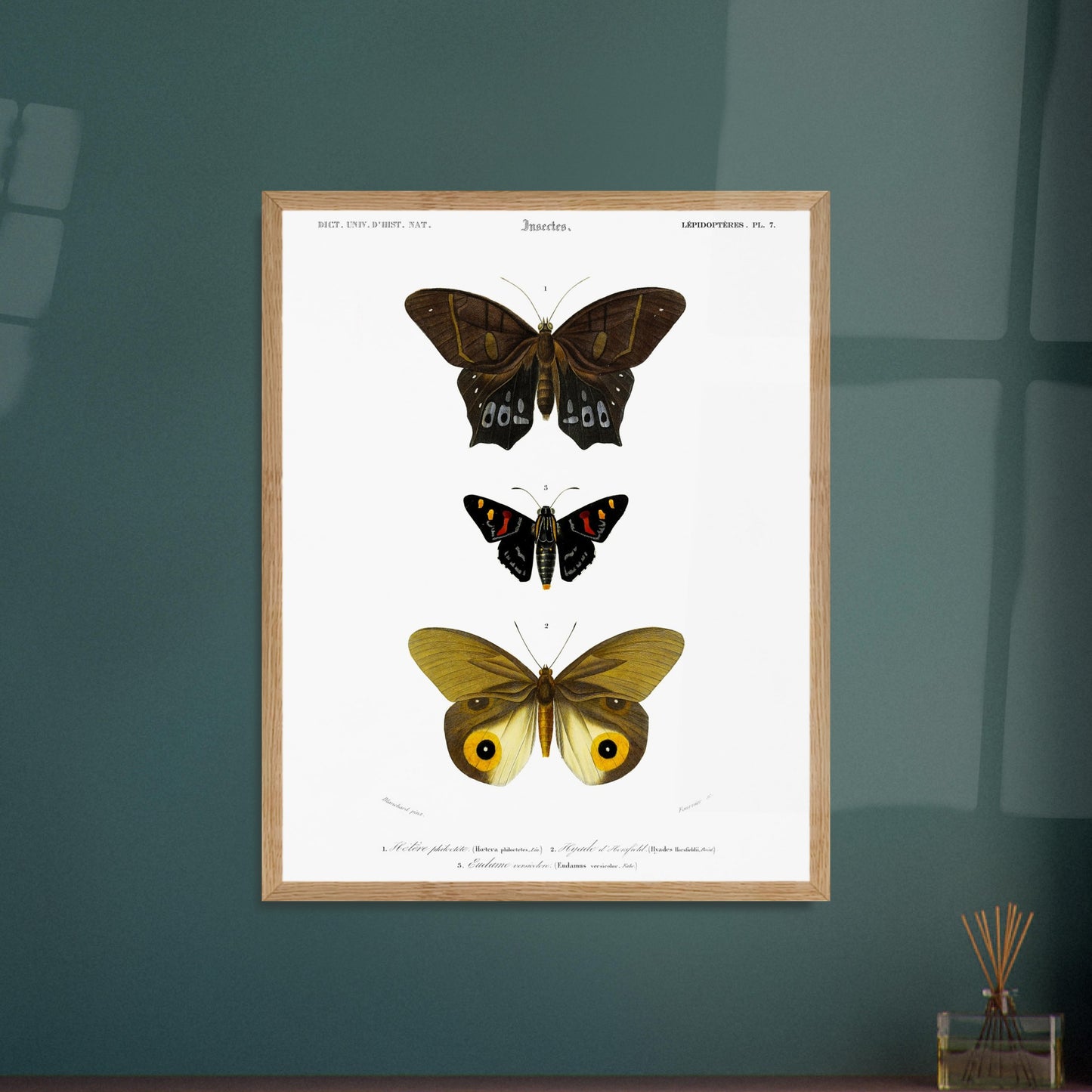 Planche de lépidoptères : Hétére Philoctète par Charles d'Orbigny. Planche scientifique ancienne représentant trois papillons : un grand papillon brun et noir en haut, un petit papillon noir avec des taches rouges et jaunes au milieu, et un grand papillon jaune avec des motifs oculaires sur les ailes en bas. Image d'illustration 5