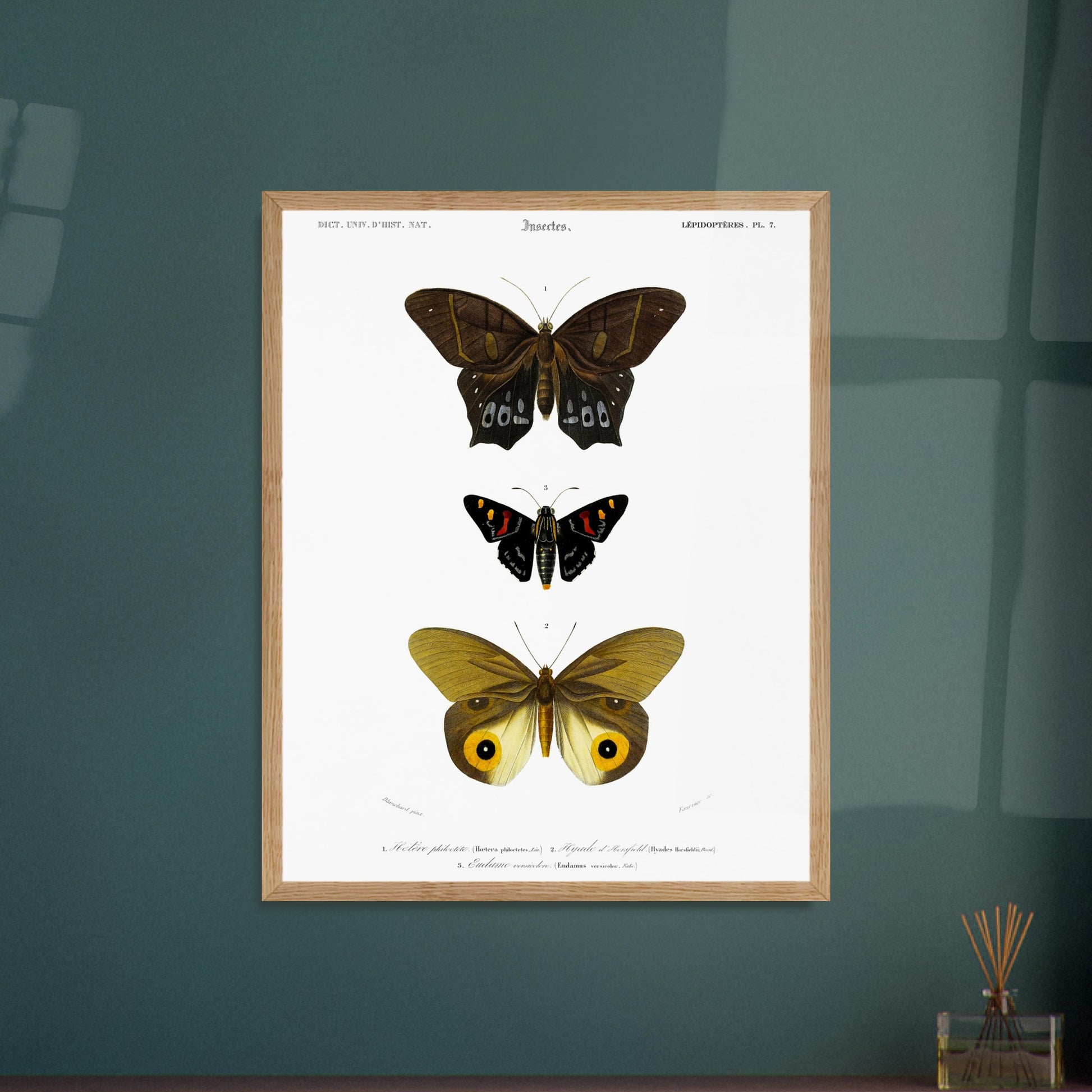 Planche de lépidoptères : Hétére Philoctète par Charles d'Orbigny. Planche scientifique ancienne représentant trois papillons : un grand papillon brun et noir en haut, un petit papillon noir avec des taches rouges et jaunes au milieu, et un grand papillon jaune avec des motifs oculaires sur les ailes en bas. Image d'illustration 5