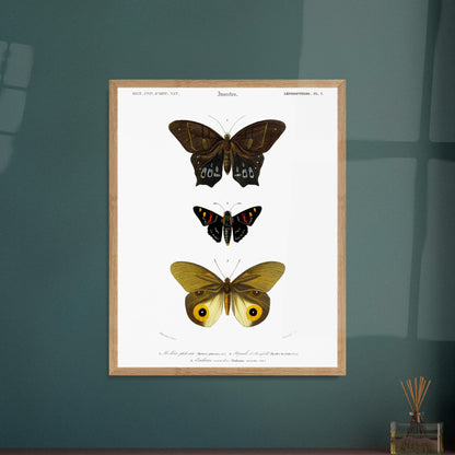 Planche de lépidoptères : Hétére Philoctète par Charles d'Orbigny. Planche scientifique ancienne représentant trois papillons : un grand papillon brun et noir en haut, un petit papillon noir avec des taches rouges et jaunes au milieu, et un grand papillon jaune avec des motifs oculaires sur les ailes en bas. Image d'illustration 5