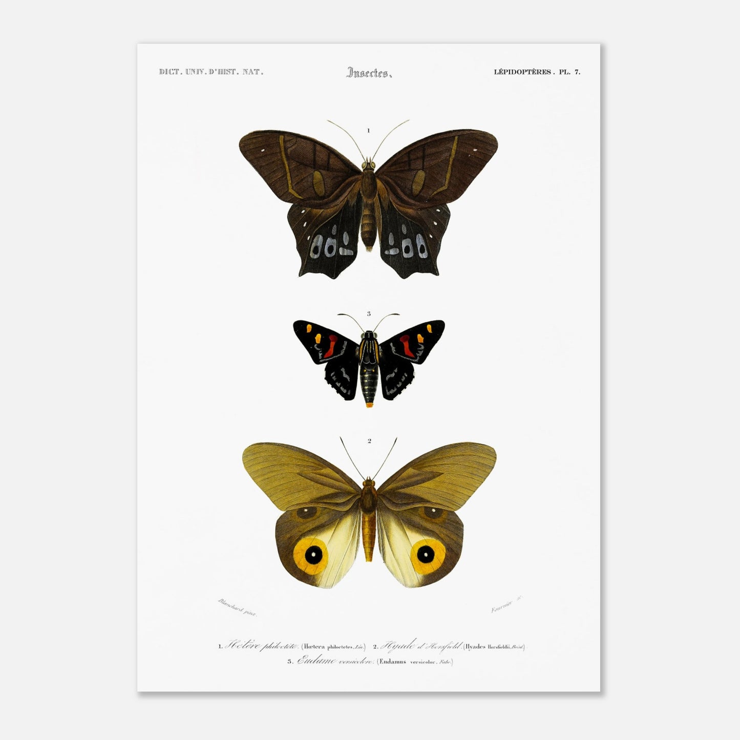 Planche de lépidoptères : Hétére Philoctète par Charles d'Orbigny (50x70 cm). Planche scientifique ancienne représentant trois papillons : un grand papillon brun et noir en haut, un petit papillon noir avec des taches rouges et jaunes au milieu, et un grand papillon jaune avec des motifs oculaires sur les ailes en bas.