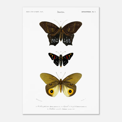 Planche de lépidoptères : Hétére Philoctète par Charles d'Orbigny (50x70 cm). Planche scientifique ancienne représentant trois papillons : un grand papillon brun et noir en haut, un petit papillon noir avec des taches rouges et jaunes au milieu, et un grand papillon jaune avec des motifs oculaires sur les ailes en bas.