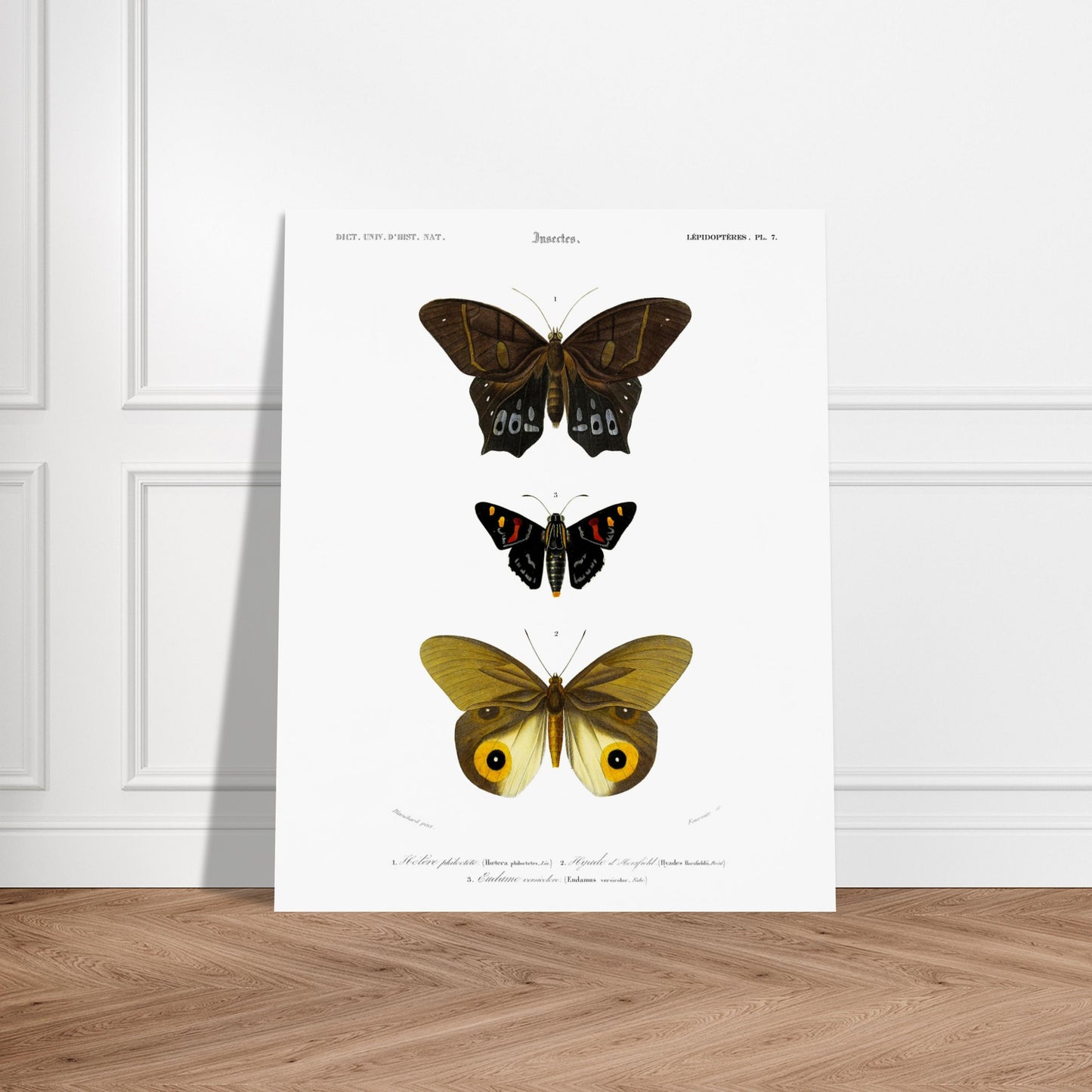 Planche de lépidoptères : Hétére Philoctète par Charles d'Orbigny. Planche scientifique ancienne représentant trois papillons : un grand papillon brun et noir en haut, un petit papillon noir avec des taches rouges et jaunes au milieu, et un grand papillon jaune avec des motifs oculaires sur les ailes en bas. Image d'illustration 6