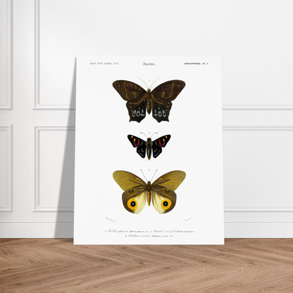 Planche de lépidoptères : Hétére Philoctète par Charles d'Orbigny. Planche scientifique ancienne représentant trois papillons : un grand papillon brun et noir en haut, un petit papillon noir avec des taches rouges et jaunes au milieu, et un grand papillon jaune avec des motifs oculaires sur les ailes en bas. Image d'illustration 6