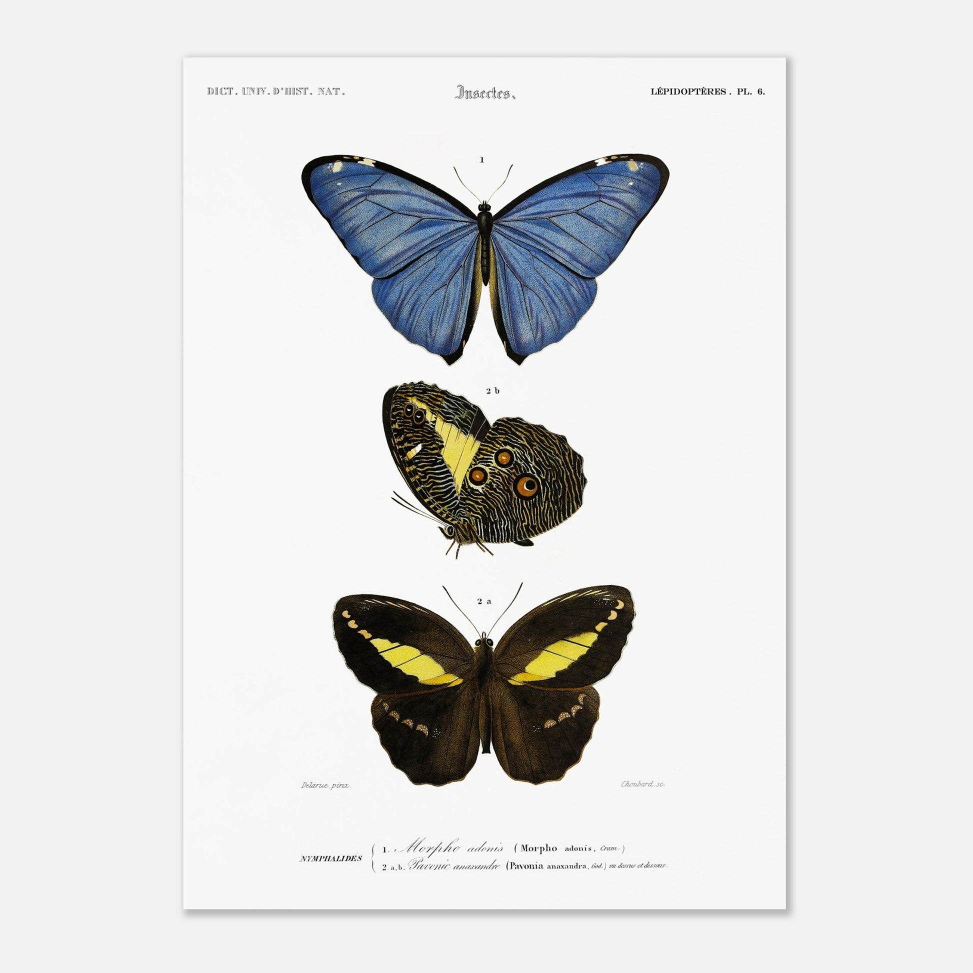 Planche de lépidoptères : Morpho adonis et Pavonie par d'Orbigny (29,7x42 cm (A3)). Planche illustrant trois espèces de papillons : un papillon bleu, un papillon aux ailes inférieures ornées d'ocelles et un papillon noir et jaune, avec leurs noms scientifiques en légende.